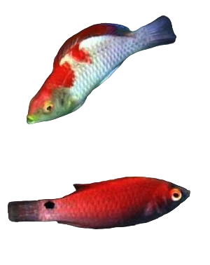 Adorned fairy wrasse F