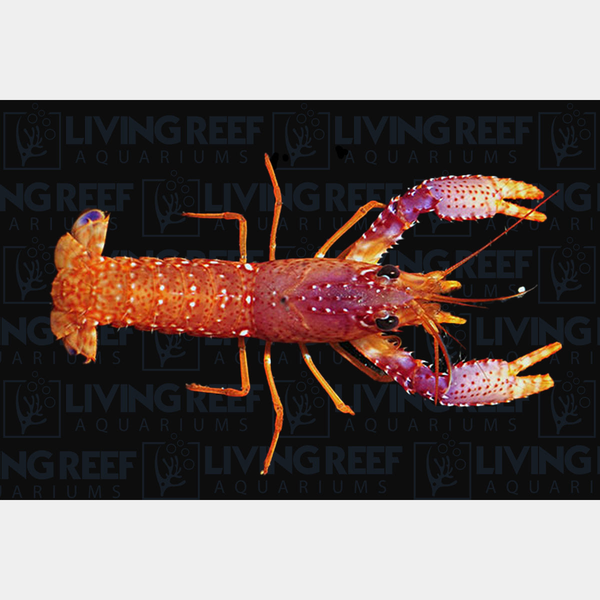 Daum's Reef Lobster