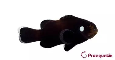 Domino Clown Fish (Captive bred ProAquatix)