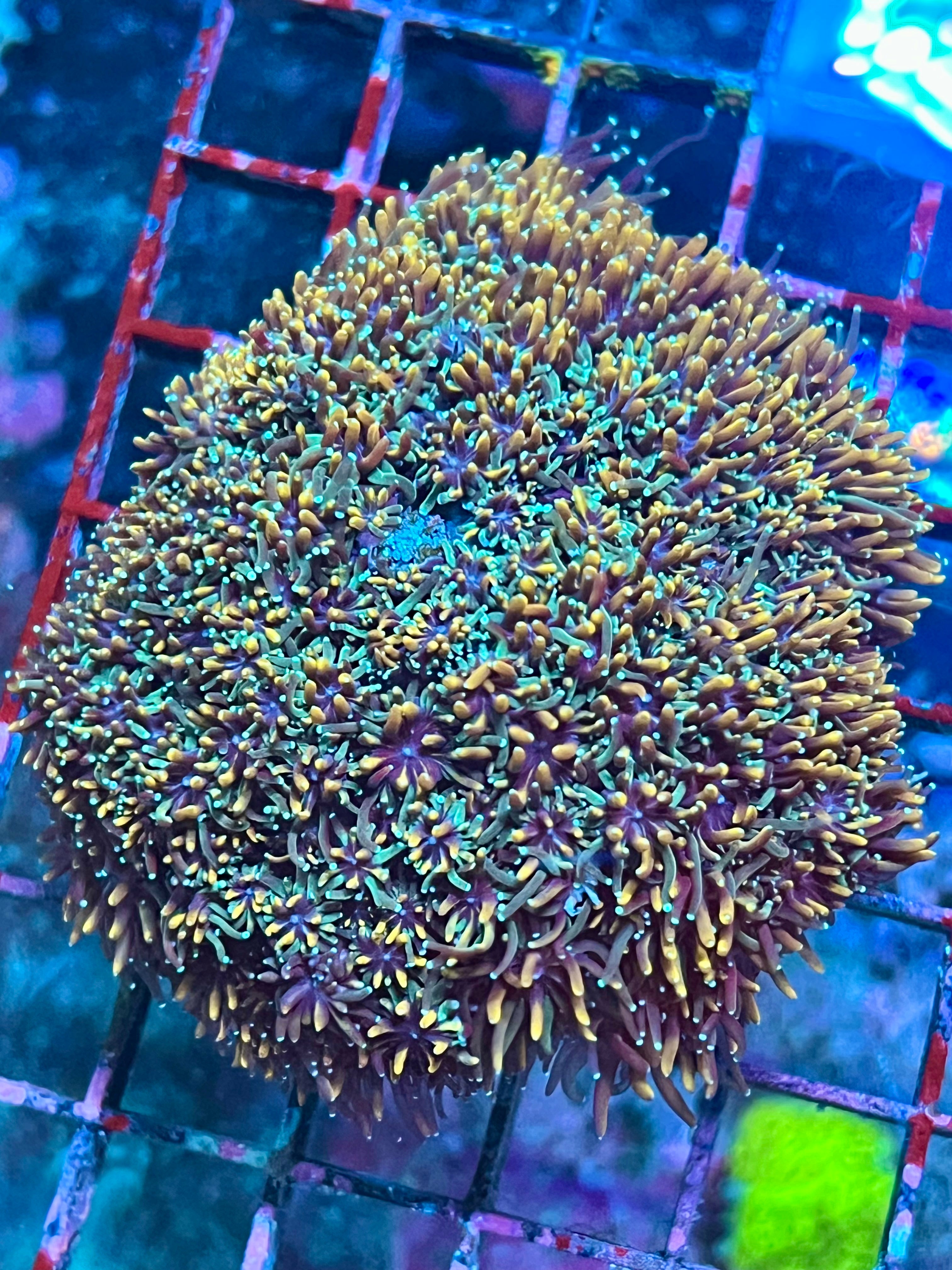 Holy Grail Galexa