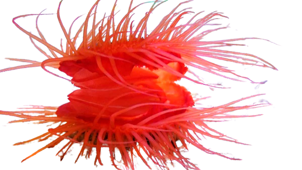 Flame Scallop