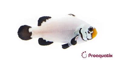 Flurry Clown Fish (Captive bred ProAquatix)