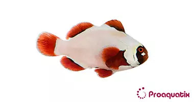 Gold Nugget Maroon Clown Fish (Captive bred ProAquatix)