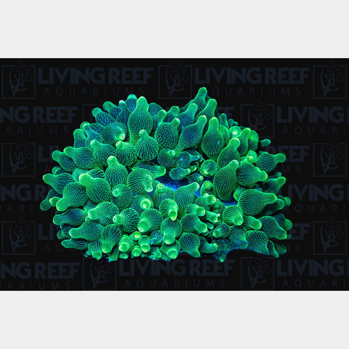 Ultra Green Bubble Tip Anemone