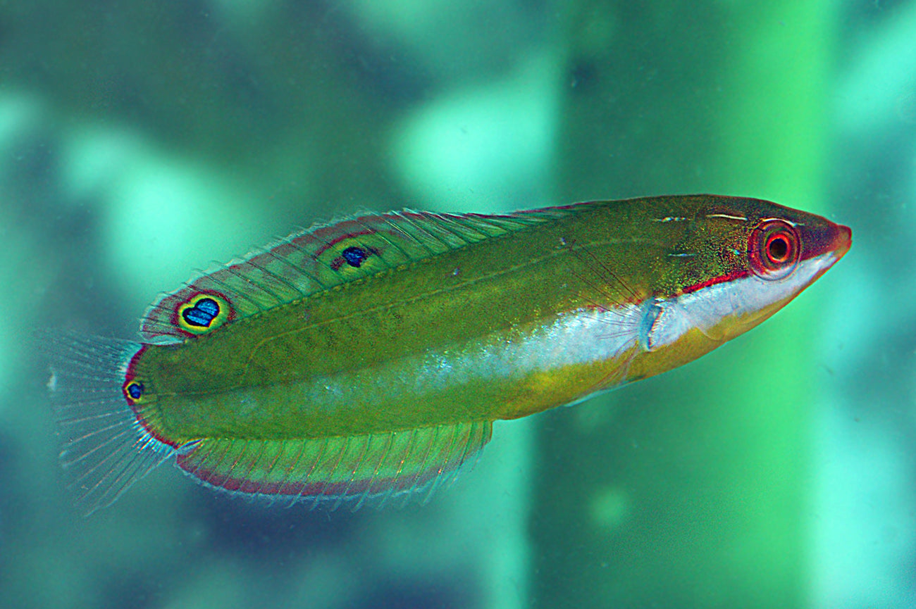 Brownfield Wrasse