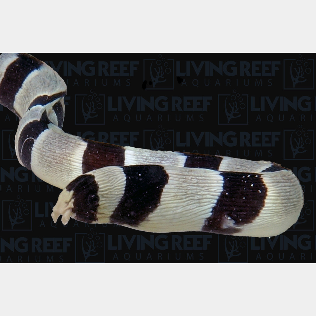 Harlequin Snake Eel