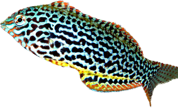 Leopard Wrasse