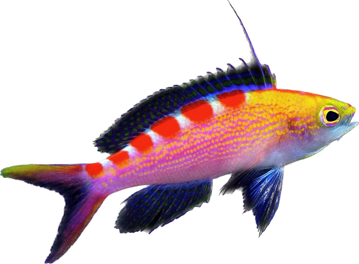 Red Saddled Anthias