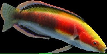 Katherines fairy wrasse SUPER MALE