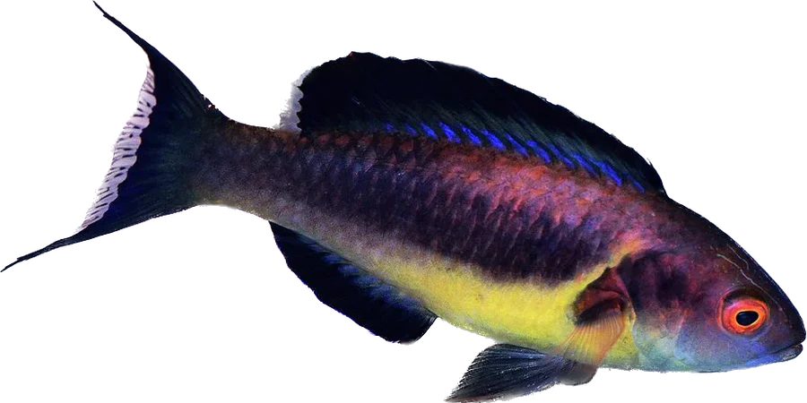 Brunneus Fairy Wrasse