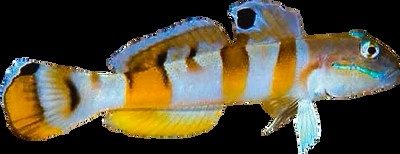 Tiger Sleeper Goby