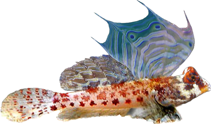 Red Scooter Blenny