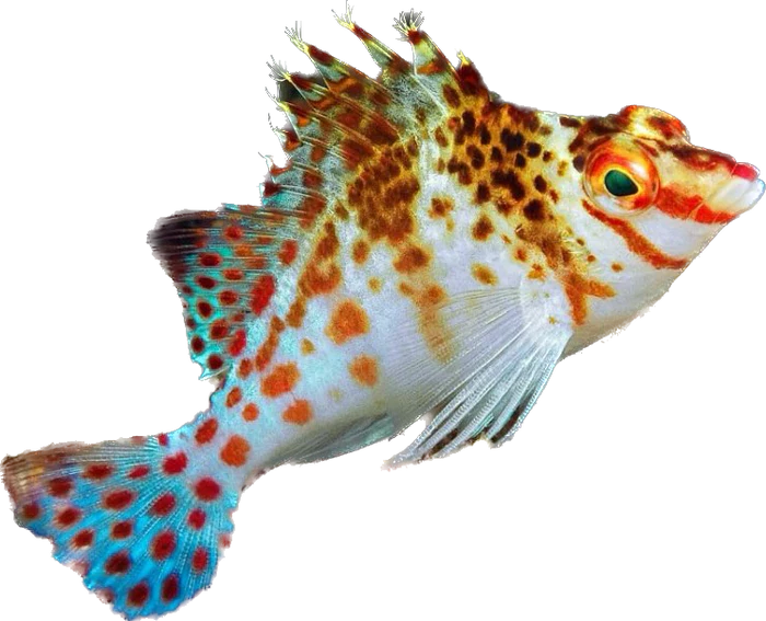 Dwarf Hawkfish