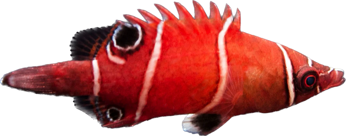 Tanaka's Red and White Banded Possum Wrasse