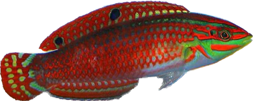 Red Lined Wrasse