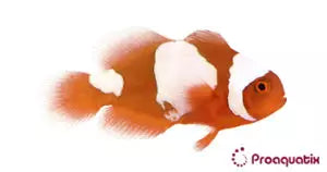 Snowflake Maroon Clown fish (Captive bred ProAquatix)