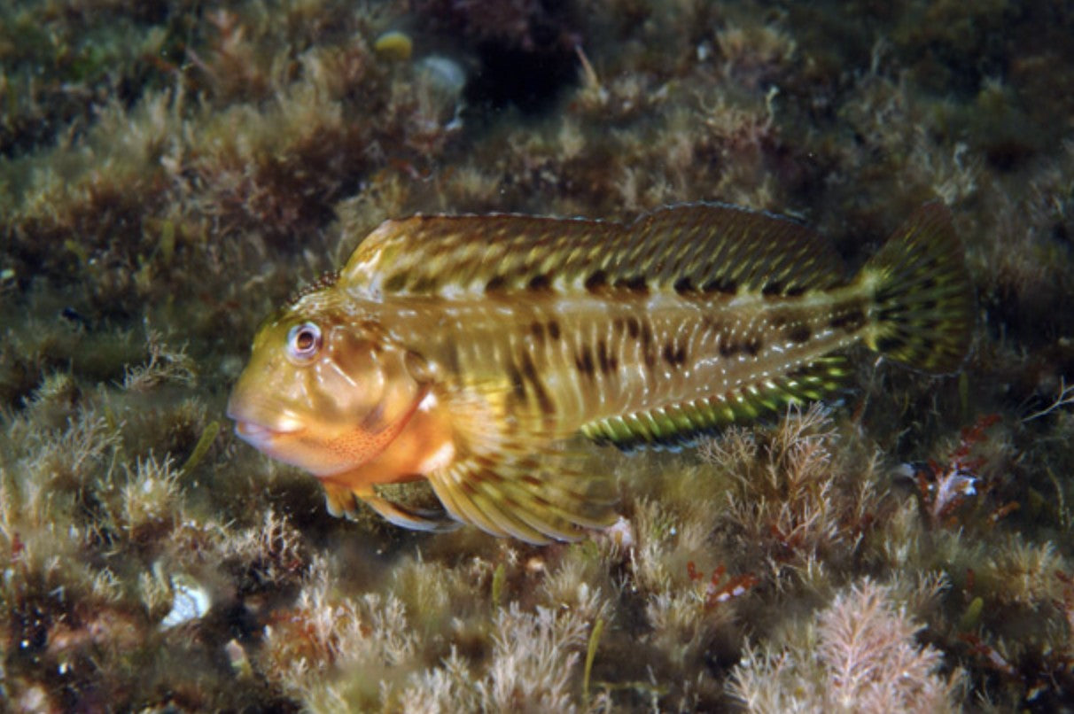 Molly Miller Blenny