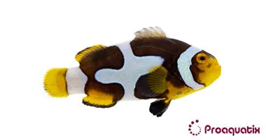 Onyx Picasso Clown Fish (Captive bred ProAquatix)