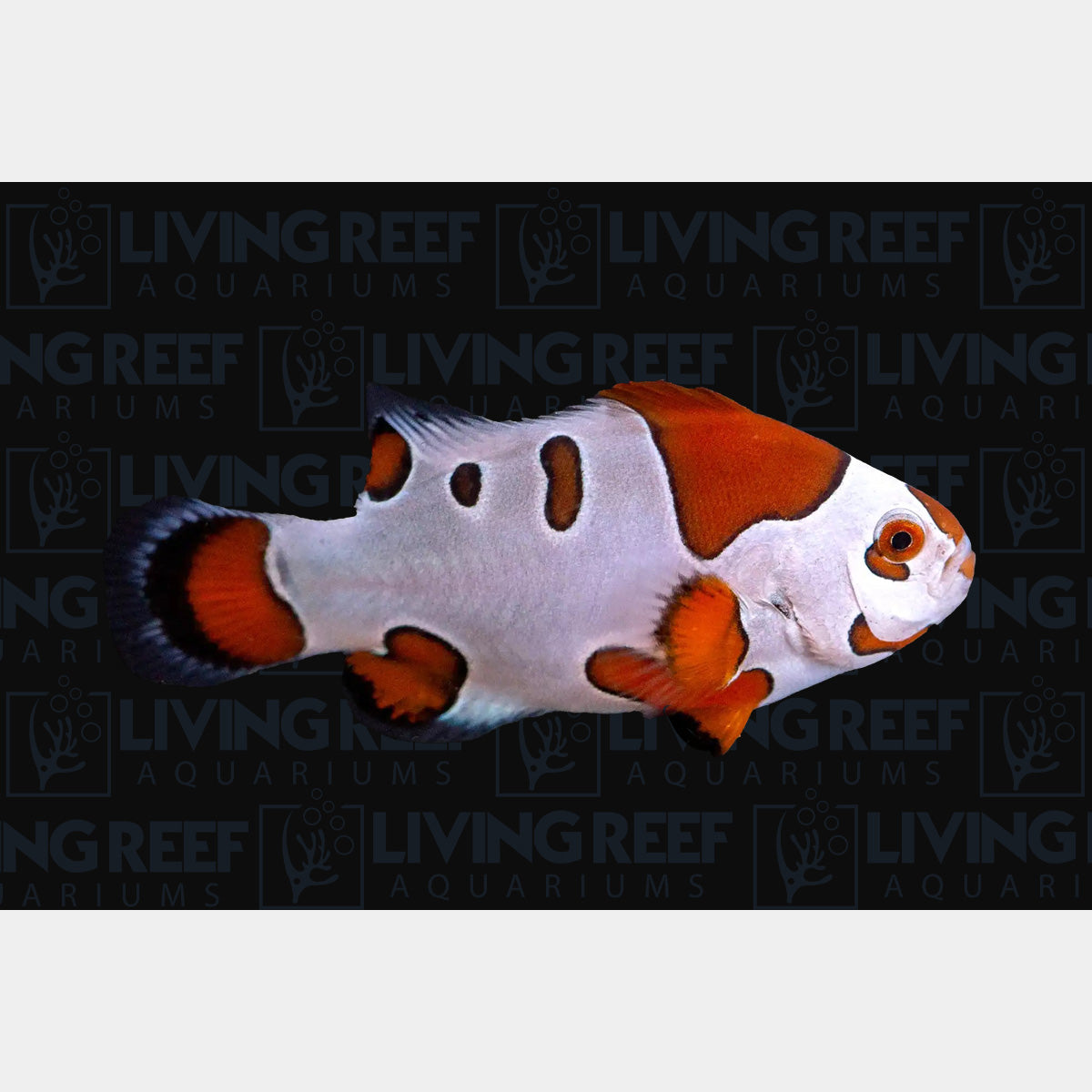 Orange storm clown fish