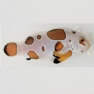 Orange storm clown fish