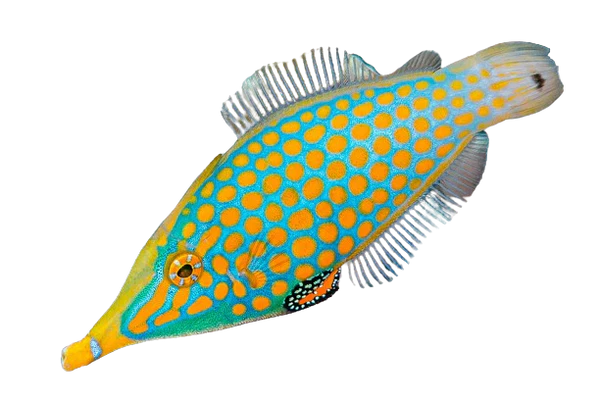 Orange spot Filefish