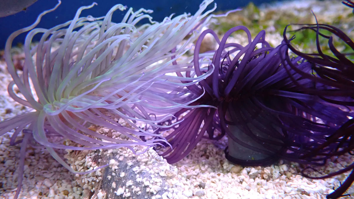 Tube Anemone - Purple