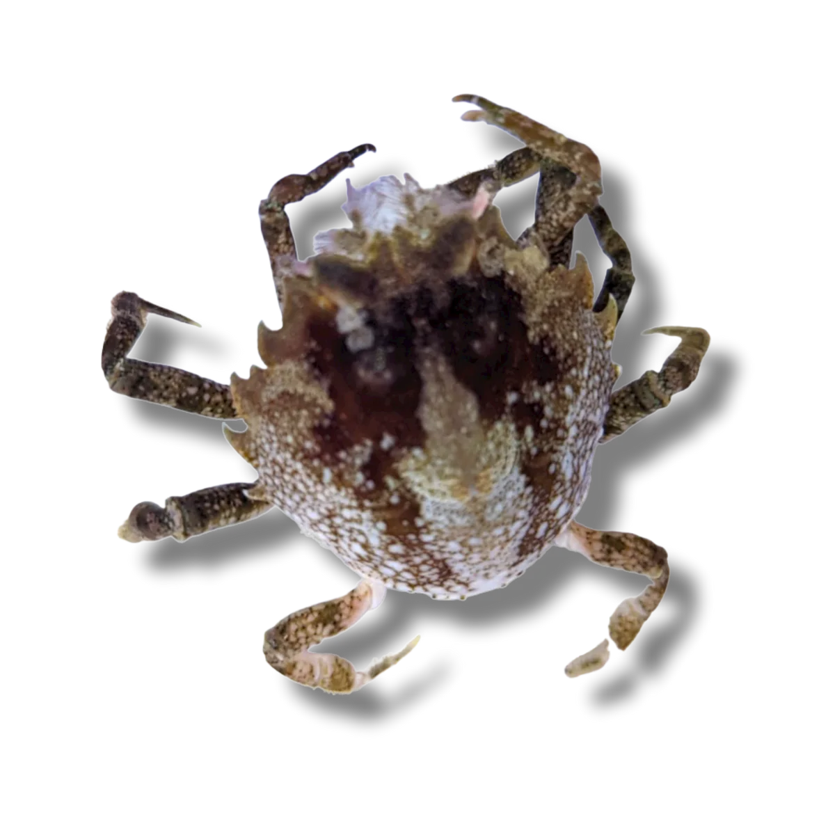 Pitho Crab