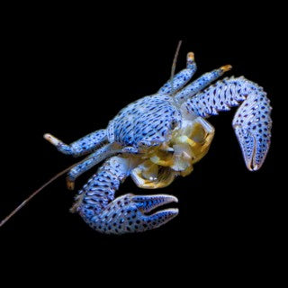 Blue Porcelain Anemone Crab