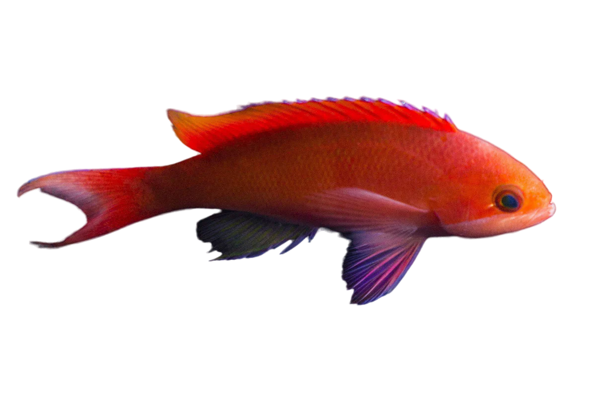 Redbar Anthia