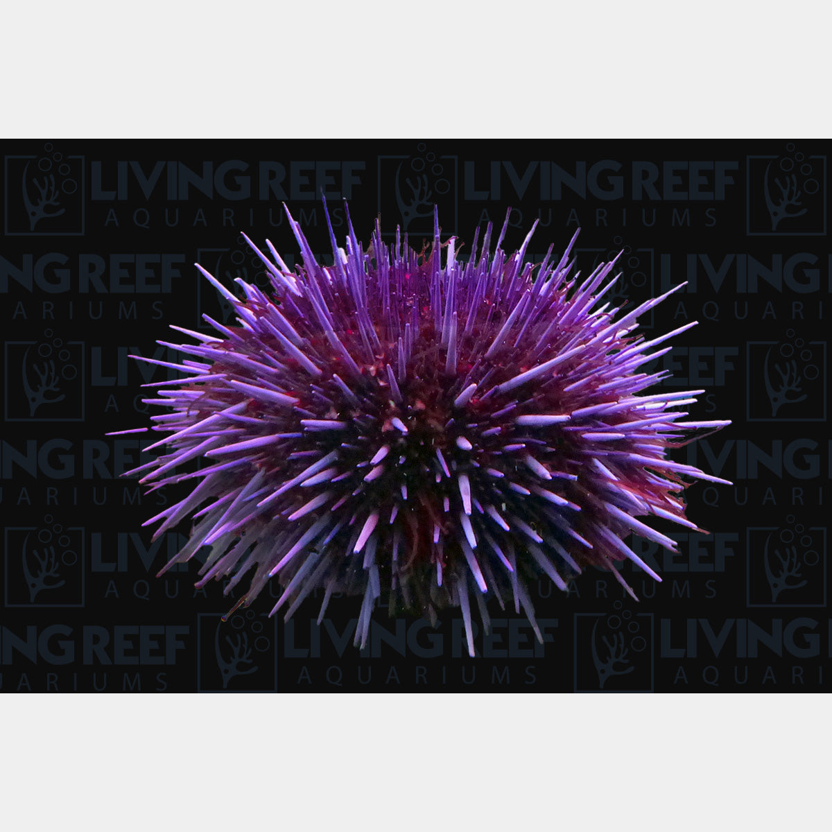 Purple Pin Cushion Urchin