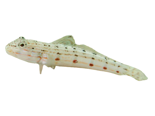 Striped Sleeper goby