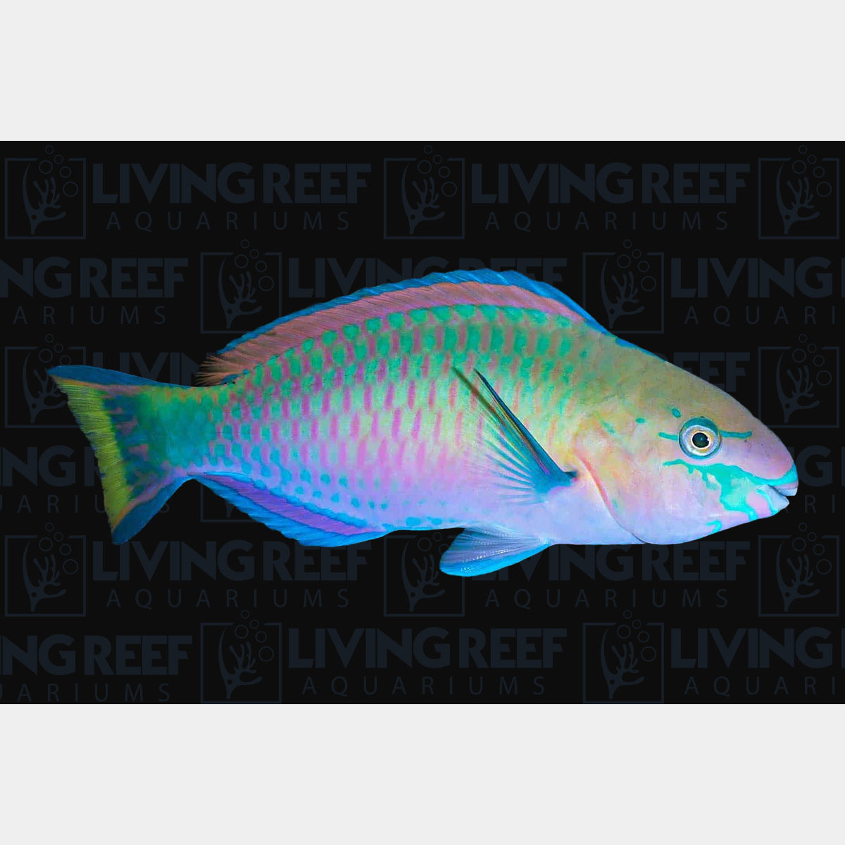 Quoyi Parrotfish