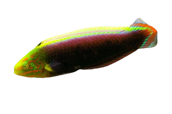 Radiant Wrasse