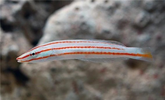 Pencil Wrasse