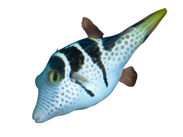 Valintini Puffer