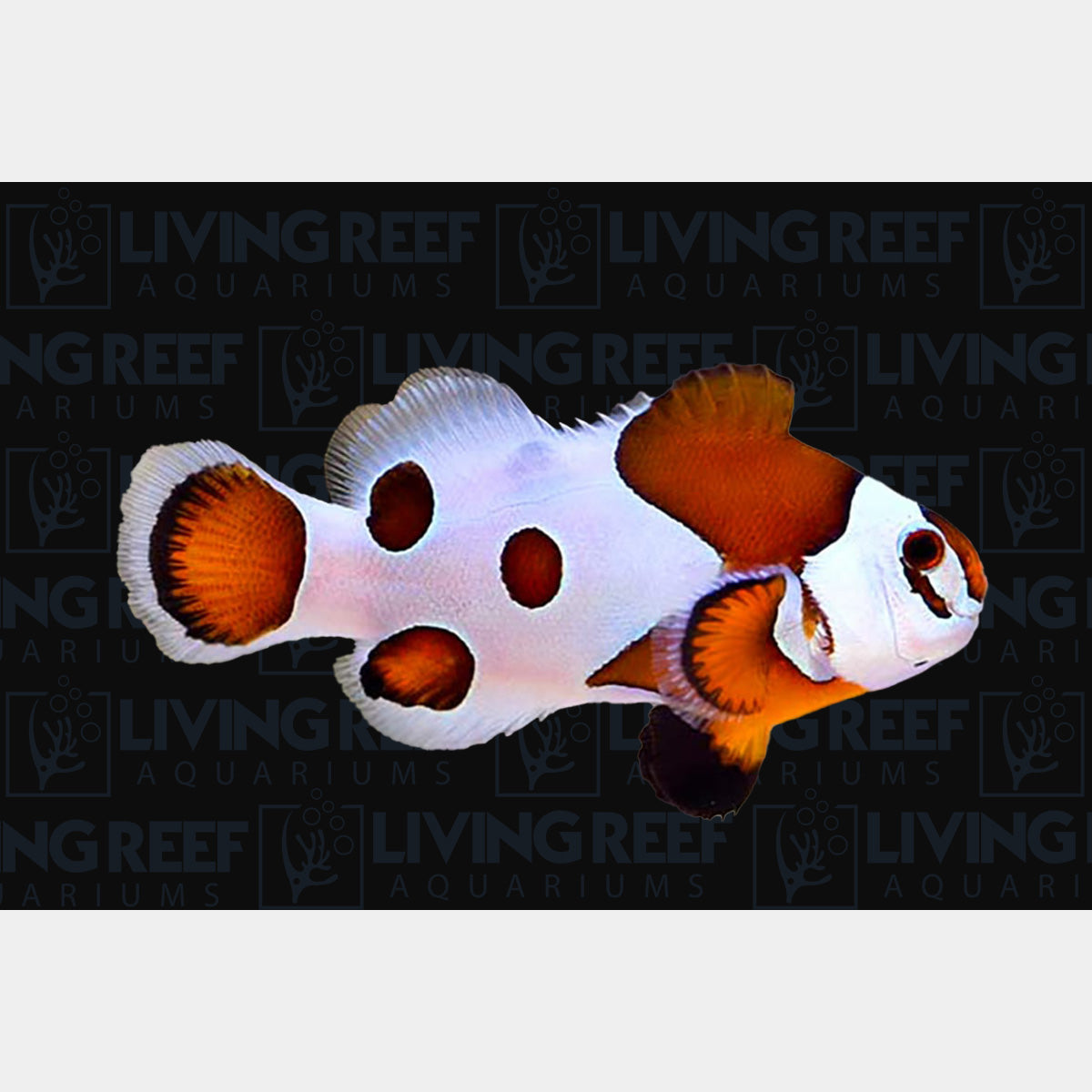 Super Storm Clown Fish
