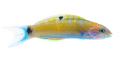 Lunar Wrasse