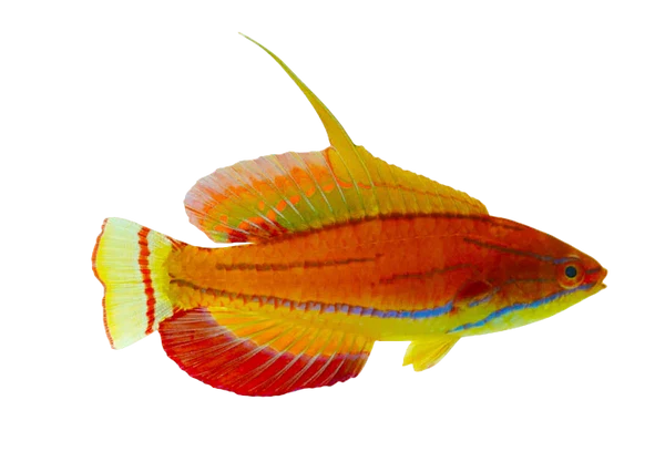 McCoskers Wrasse Male