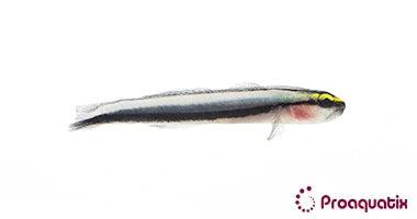 Sharknose Goby (Elacatinus evelynae) (Captive bred ProAquatix)