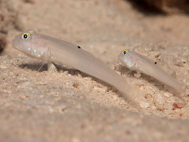 Sixspot Sleeper goby