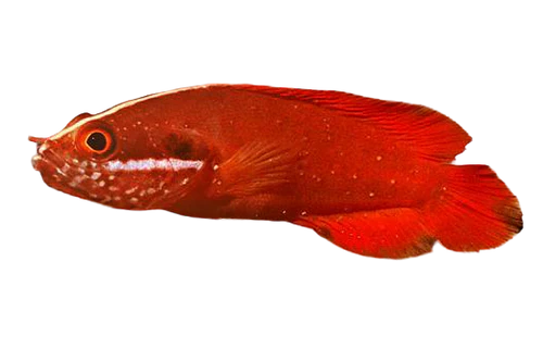 Blood Red Soapfish