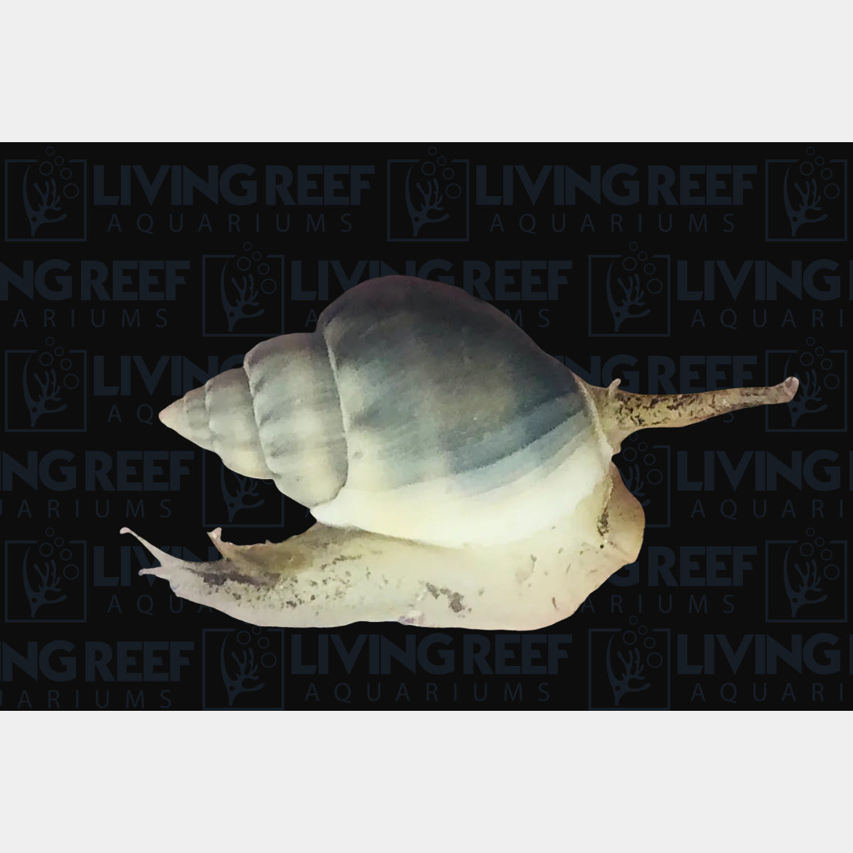 Tonga Nassarius Snails