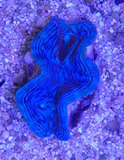 Squamosa Clam Grade A