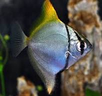 Saltwater Monos
