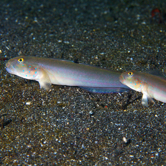 Blue dot Sleeper goby