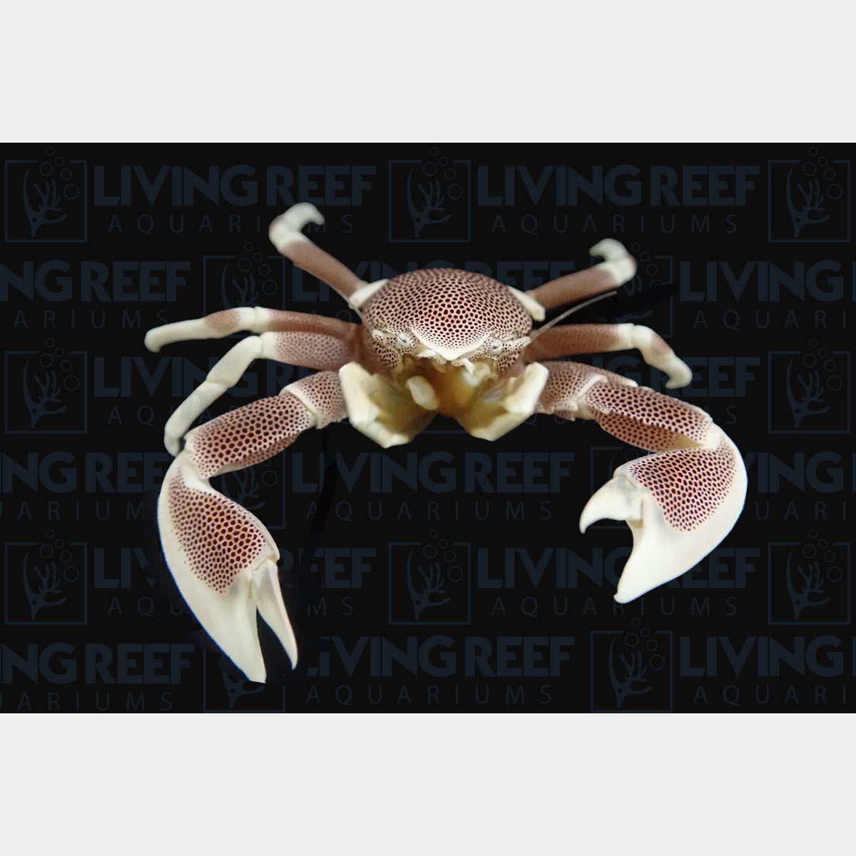 White Porcelain Anemone Crab