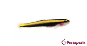 Yellow Line Goby (Elacatinus figaro) (Captive bred ProAquatix) (Copy)