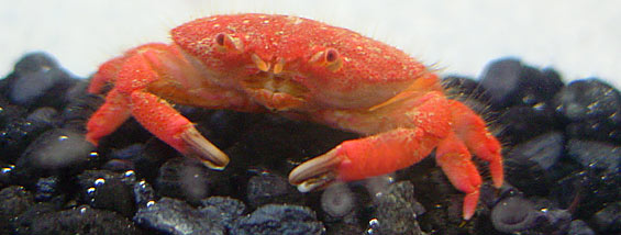 Strawberry Crab