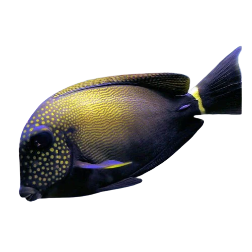 Freckeld Tang LG