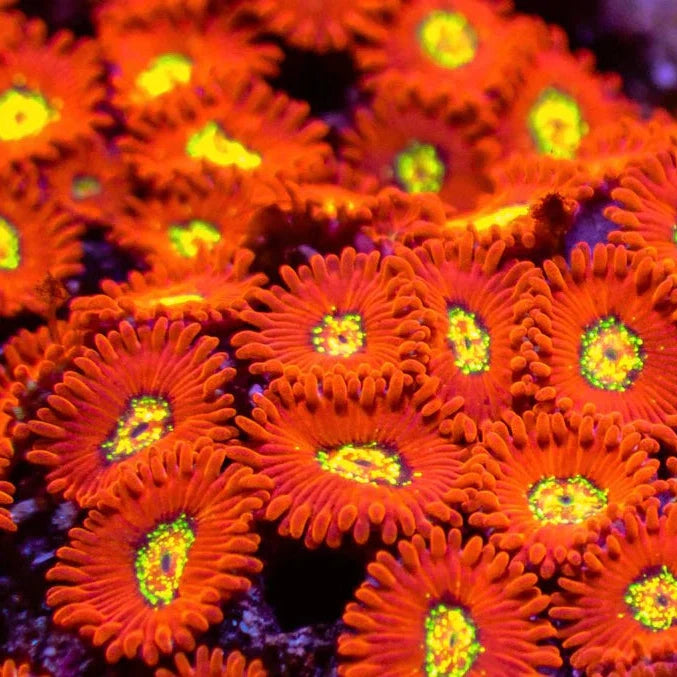 Firecracker Zoa